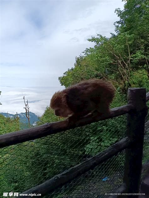 山肖 猴子